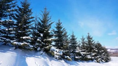 Kış ormanında karlı çam ağaçları 