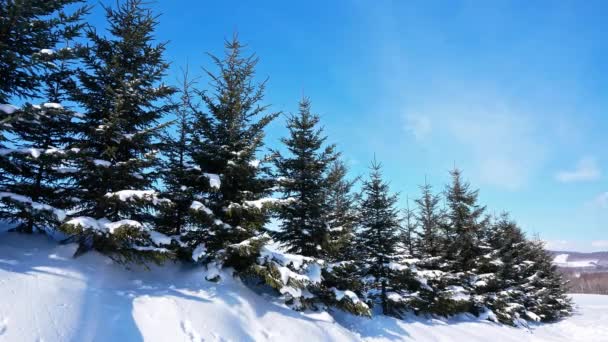 Снігові Сосни Зимовому Лісі — стокове відео