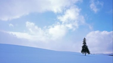 çam ağacı ile inanılmaz kış manzara