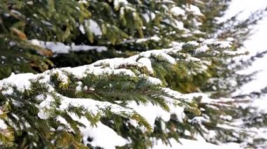 Kış ormanında karlı çam ağaçları 