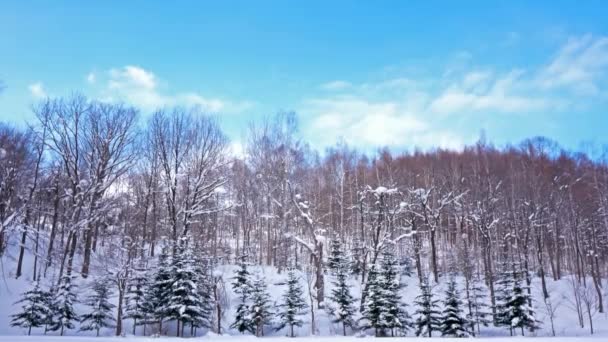 Schneebedeckte Kiefern Winterwald — Stockvideo