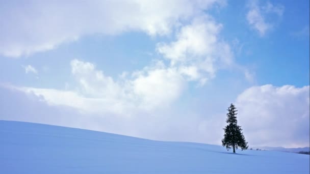 Дивовижний Зимовий Пейзаж Сосновим Деревом — стокове відео