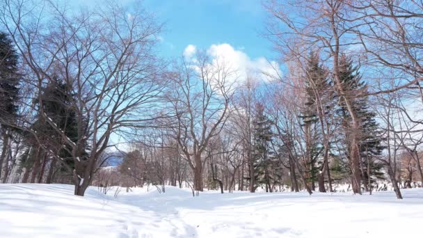 Verschneite Bäume Winterwald Sonnigen Tagen — Stockvideo