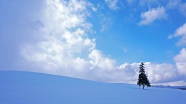 çam ağacı ile inanılmaz kış manzara