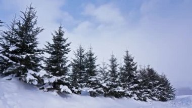 Kış ormanında karlı çam ağaçları 