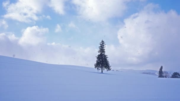 Úžasná Zimní Krajina Borovicovým Stromem — Stock video
