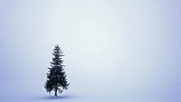 Verbazingwekkend Winterlandschap Met Dennenboom — Stockvideo