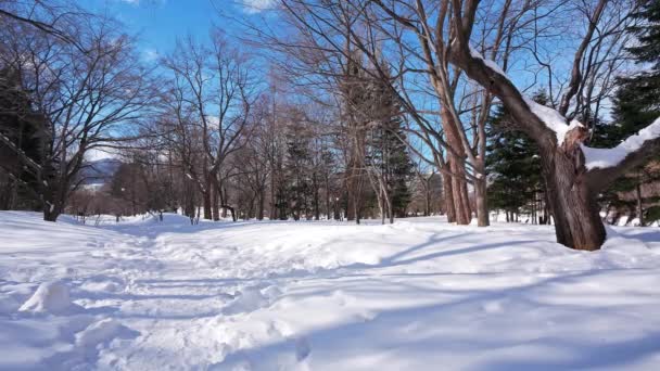 Snowy Trees Winter Forest Sunny Day — Stock Video