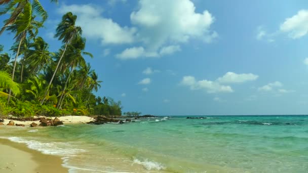plage tropicale avec palmiers et vagues bleu océan 