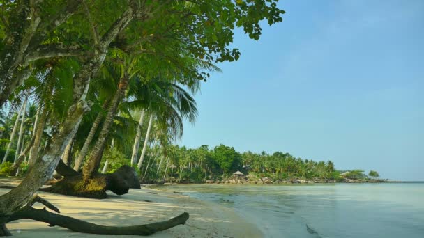 Tropischer Strand Mit Palmen Und Blauen Meereswellen — Stockvideo