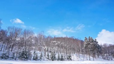 Kış ormanında karlı çam ağaçları 