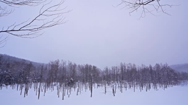 Pinos Nevados Bosque Invierno — Vídeos de Stock