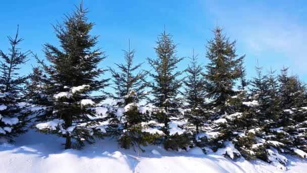 Pinheiros Nevados Floresta Inverno — Vídeo de Stock