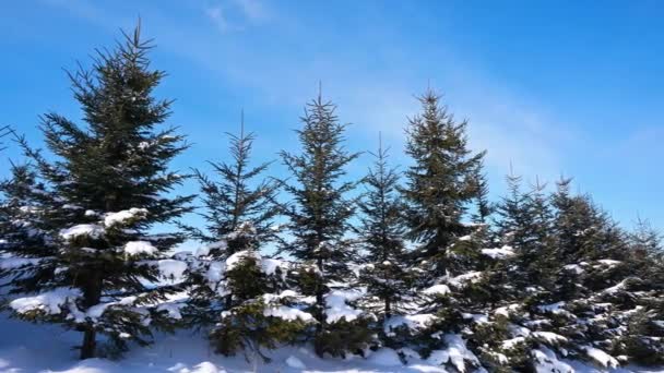 Snöiga Tallar Vinterskogen — Stockvideo