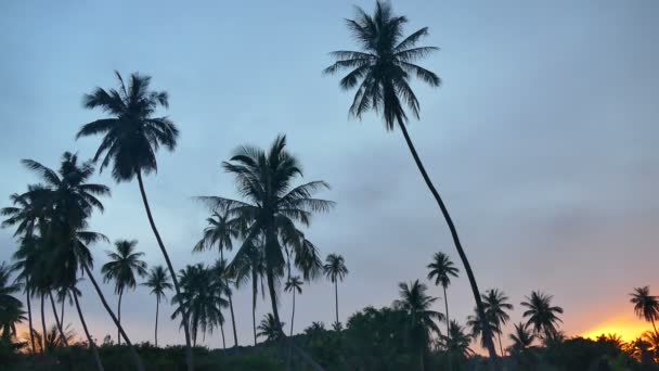 Paisaje Con Palmeras Tropicales Atardecer — Vídeo de stock