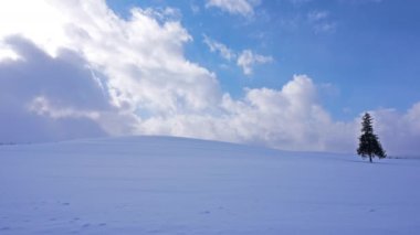 çam ağacı ile inanılmaz kış manzara