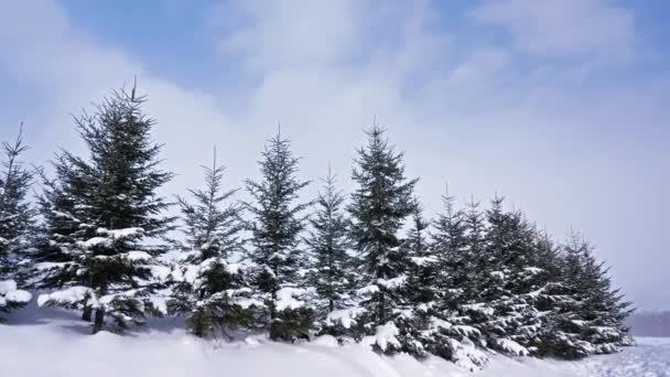 Kış Ormanında Karlı Çam Ağaçları — Stok video