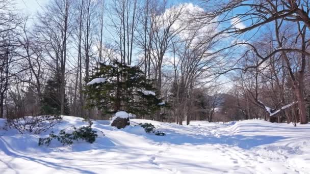 Karlı Güneşli Kış Orman Ağaçlarında — Stok video