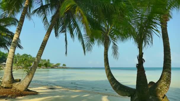 Plage Tropicale Avec Palmiers Vagues Bleu Océan — Video