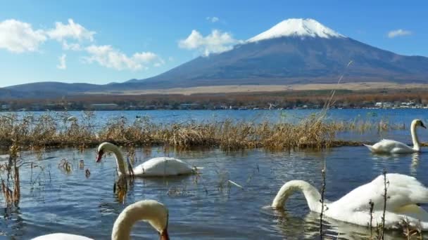 Κύκνοι Στη Λίμνη Yamanakako Στην Ιαπωνία Βουνό Fuji Στο Παρασκήνιο — Αρχείο Βίντεο