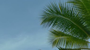 palmiye ağacı mavi gökyüzü ve denizin dalgaları karşı