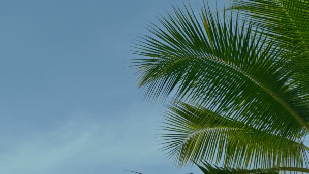 Palmboom Tegen Blauwe Hemel Zee Golven — Stockvideo