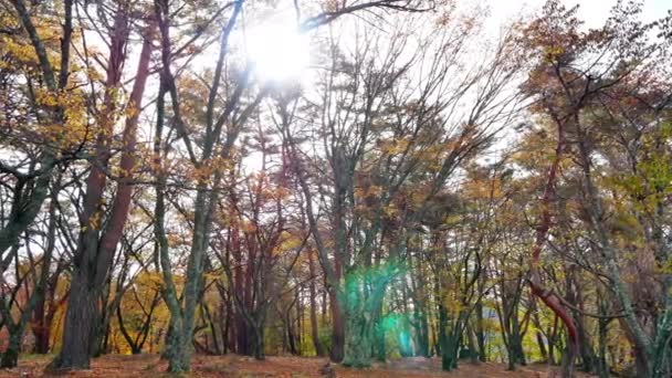 树木与秋天的叶子 十月景观 — 图库视频影像
