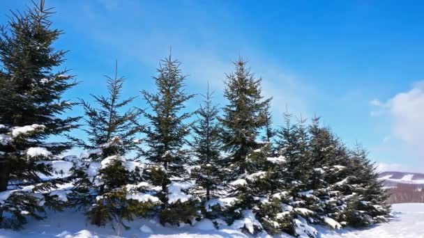Pinos Nevados Bosque Invierno — Vídeo de stock