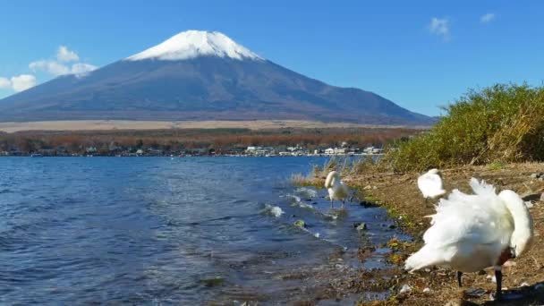 背景在日本山崎湖富士山的天鹅 — 图库视频影像