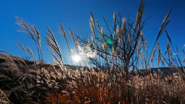 美丽的干草 阳光和蓝天 — 图库视频影像