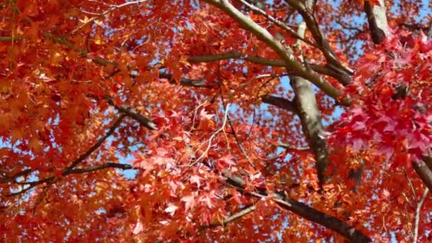 Zweige Mit Rotem Herbstlaub Vor Blauem Himmel — Stockvideo