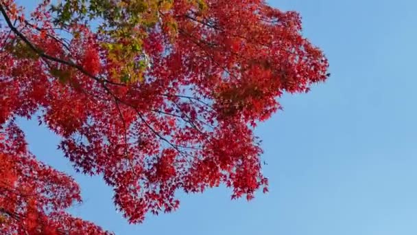 Grenar Med Röda Höstfärger Mot Blå Himmel — Stockvideo