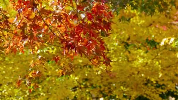 Branches Yellow Autumn Foliage Blue Sky — Stock Video