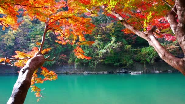 Ramas Con Follaje Otoño Rojo Lago — Vídeos de Stock