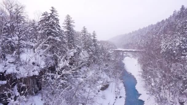 Úžasná Zimní Krajina Borovicemi Zamrzlé Řeky — Stock video