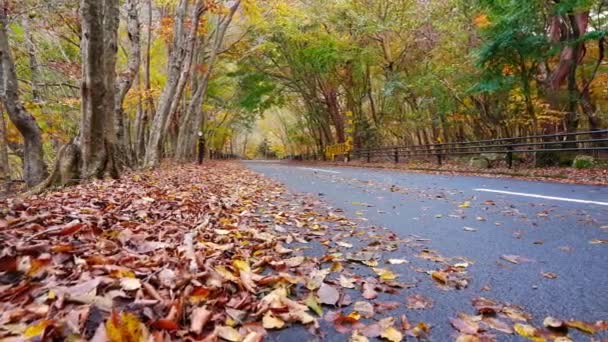 Asphaltstraße Park Bäume Mit Rotem Herbstlaub Traumhafte Landschaft — Stockvideo