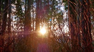 Güneşli ağaç yapraklarıyla güzel bir sonbahar arkaplanı