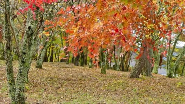 Árvores Coloridas Bordo Outono — Vídeo de Stock