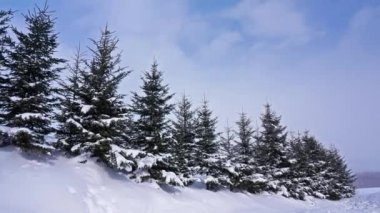 Kış ormanında karlı çam ağaçları 