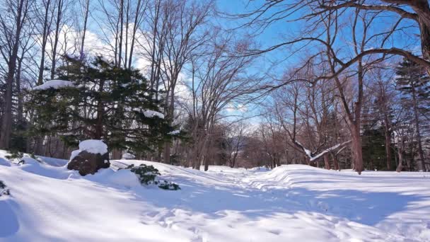 Snowy Trees Winter Forest Sunny Day — Stock Video