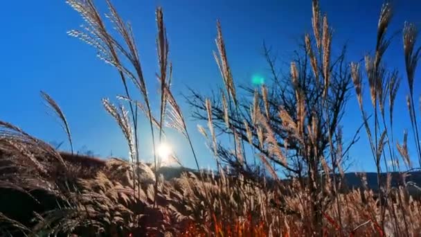 美丽的干草 阳光和蓝天 — 图库视频影像