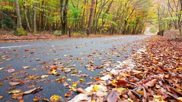 Estrada Asfalto Parque Árvores Com Folhagem Outono Vermelho Paisagem Incrível — Vídeo de Stock