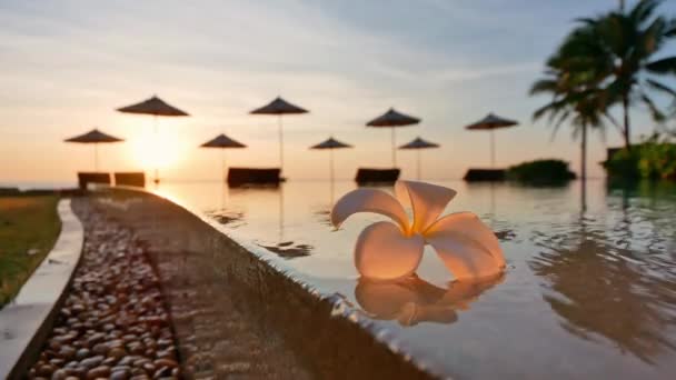 Primo Piano Ombrelloni Fiori Vista Sul Mare Sulla Piscina — Video Stock