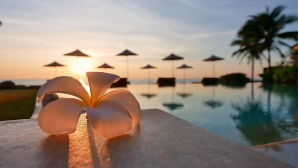 Close Flower Sun Umbrellas Sunset View Sea Pool — стоковое видео