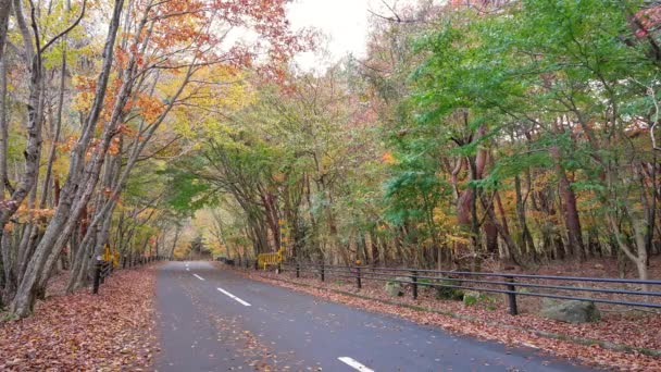 Асфальтована Дорога Парку Дерева Червоним Осіннім Листям Дивовижний Пейзаж — стокове відео