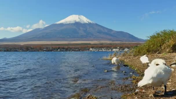 Cygnes Dans Lac Yamanakako Japon Montagne Fuji Sur Fond — Video