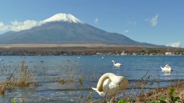 Κύκνοι Στη Λίμνη Yamanakako Στην Ιαπωνία Βουνό Fuji Στο Παρασκήνιο — Αρχείο Βίντεο