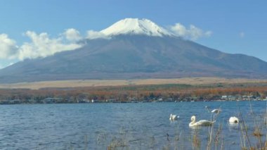 Japonya 'daki Yamanakako gölünde kuğular, arka planda Fuji dağı
