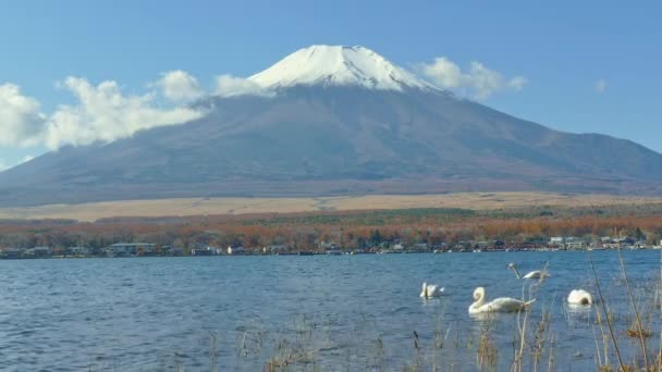 Κύκνοι Στη Λίμνη Yamanakako Στην Ιαπωνία Βουνό Fuji Στο Παρασκήνιο — Αρχείο Βίντεο