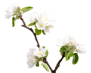 Beyaz arka plan bahar Bloom kiraz çiçek